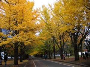 北海道大学イチョウ並木