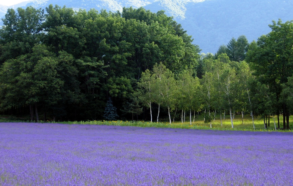 ハイランド富良野