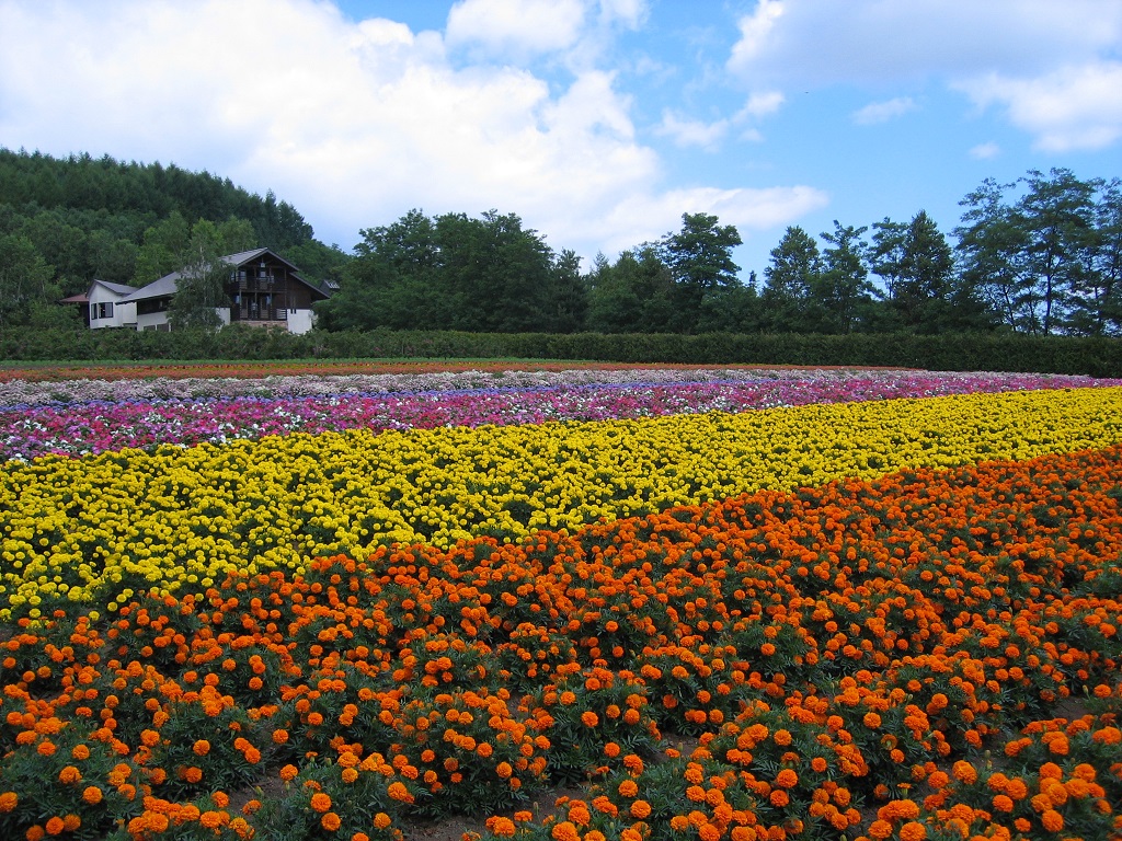 ファーム富田