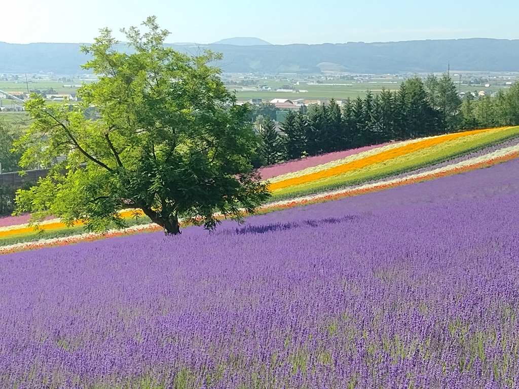 ファーム富田