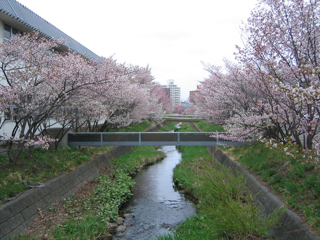 寒地土木研究所千島桜