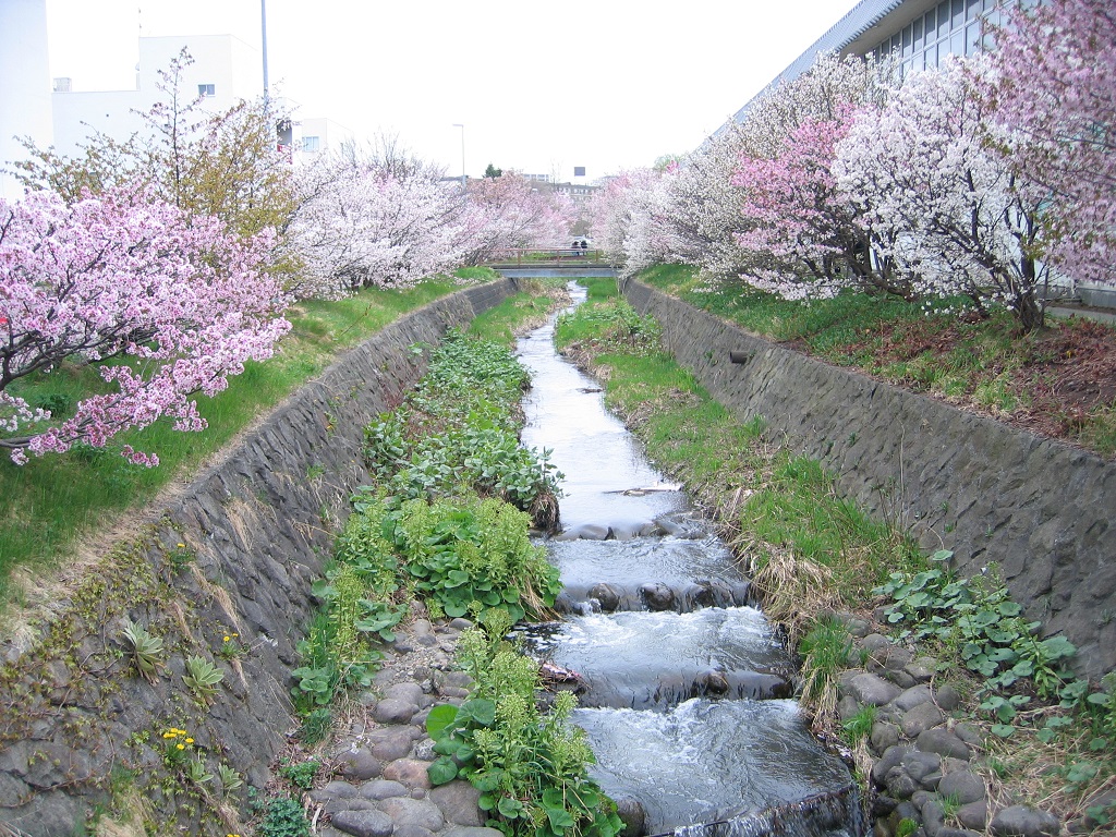 寒地土木研究所千島桜