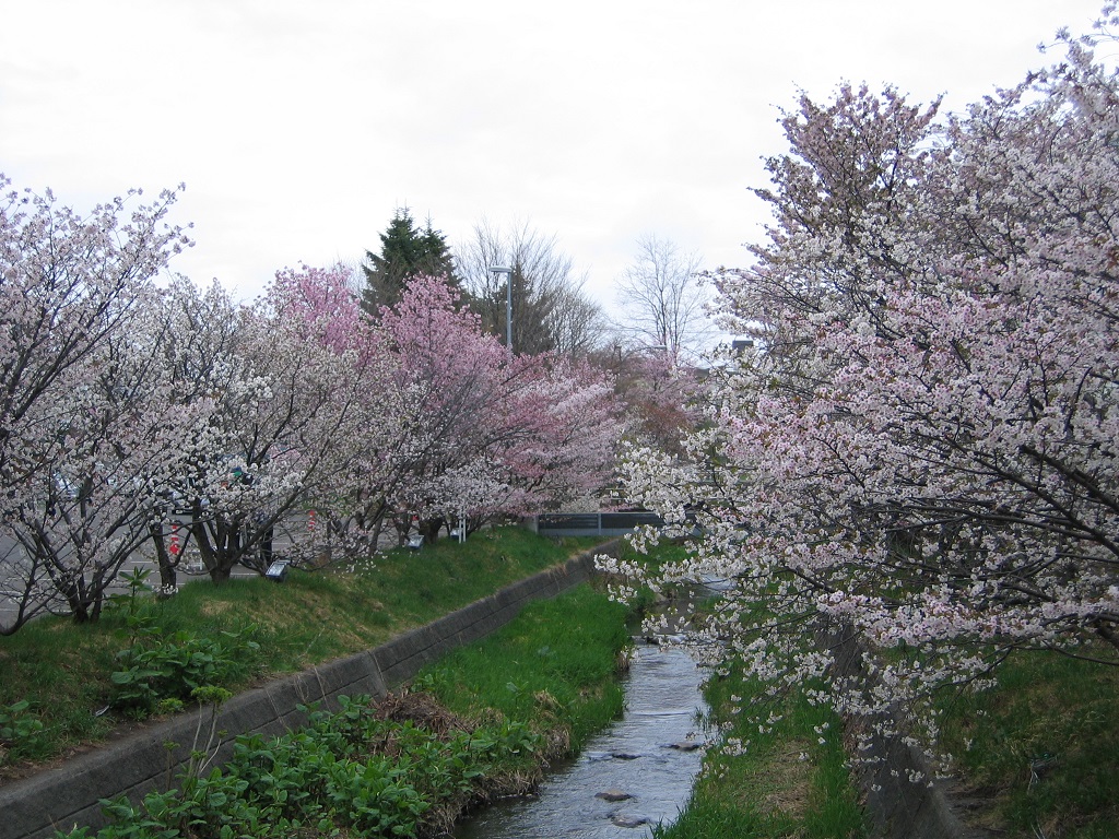 寒地土木研究所千島桜