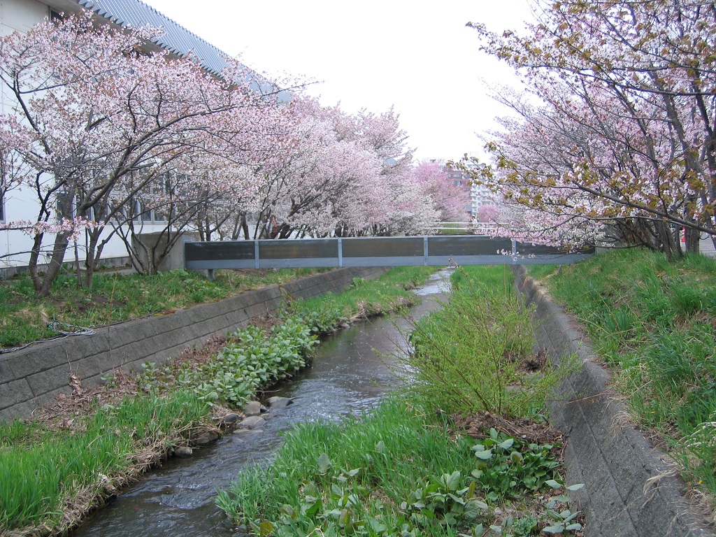 寒地土木研究所千島桜