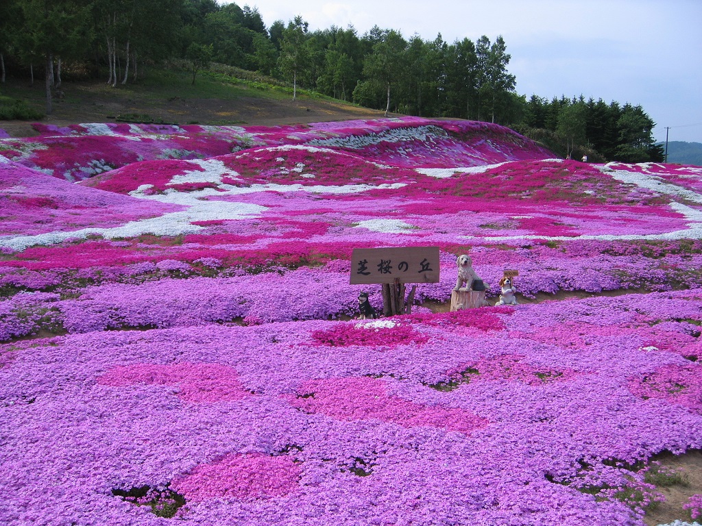 三島さんの芝ざくら庭園