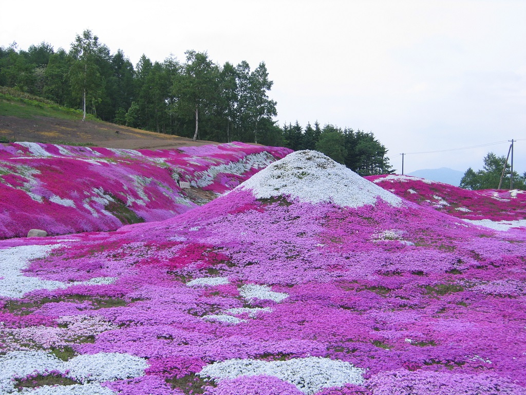 三島さんの芝ざくら庭園