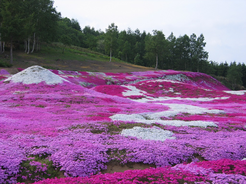 三島さんの芝ざくら庭園