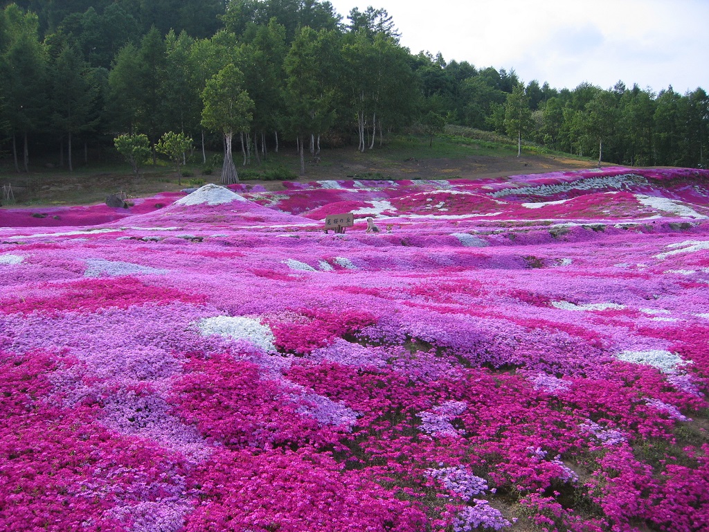 三島さんの芝ざくら庭園