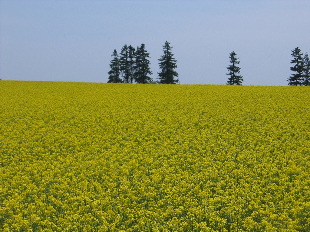 菜の花畑