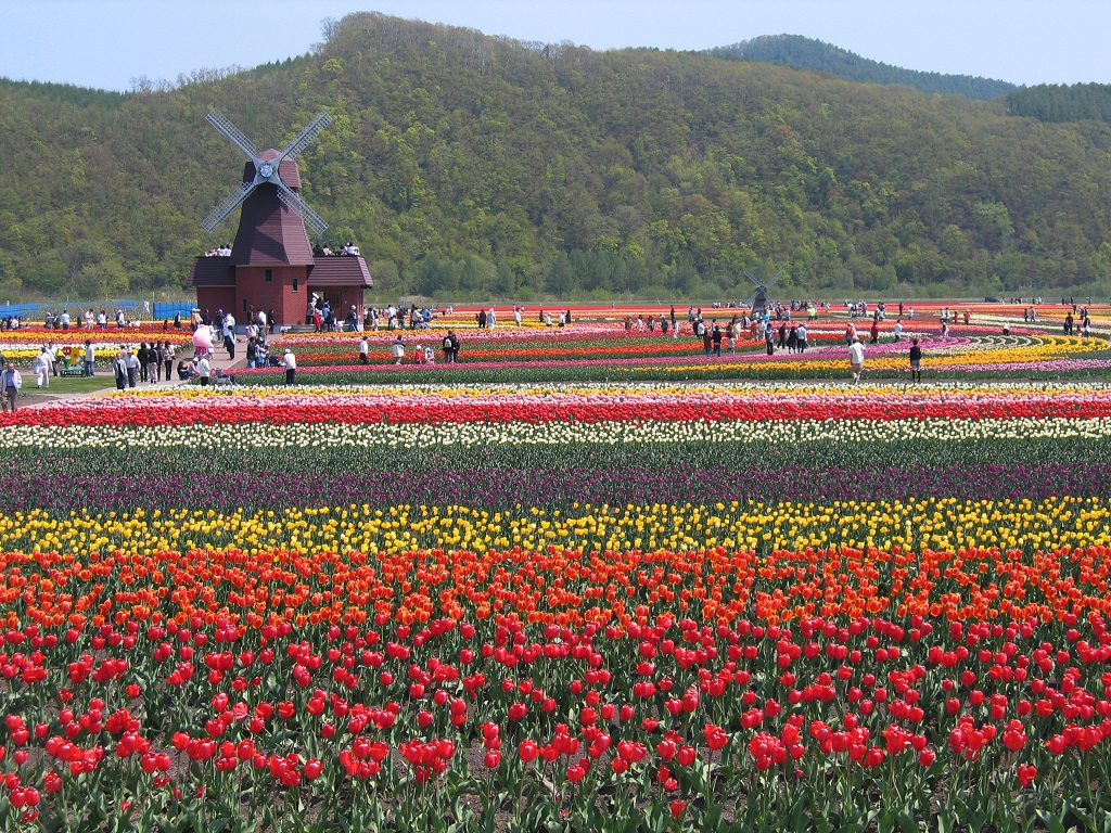 チューリップ公園