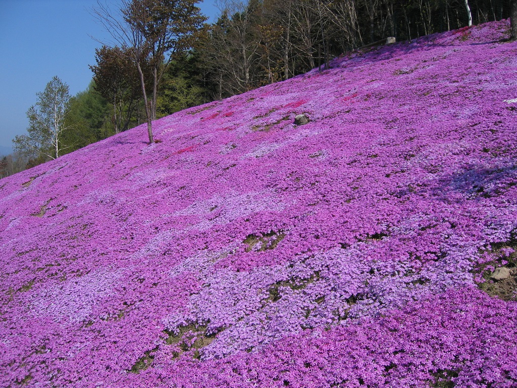 滝ノ上芝桜