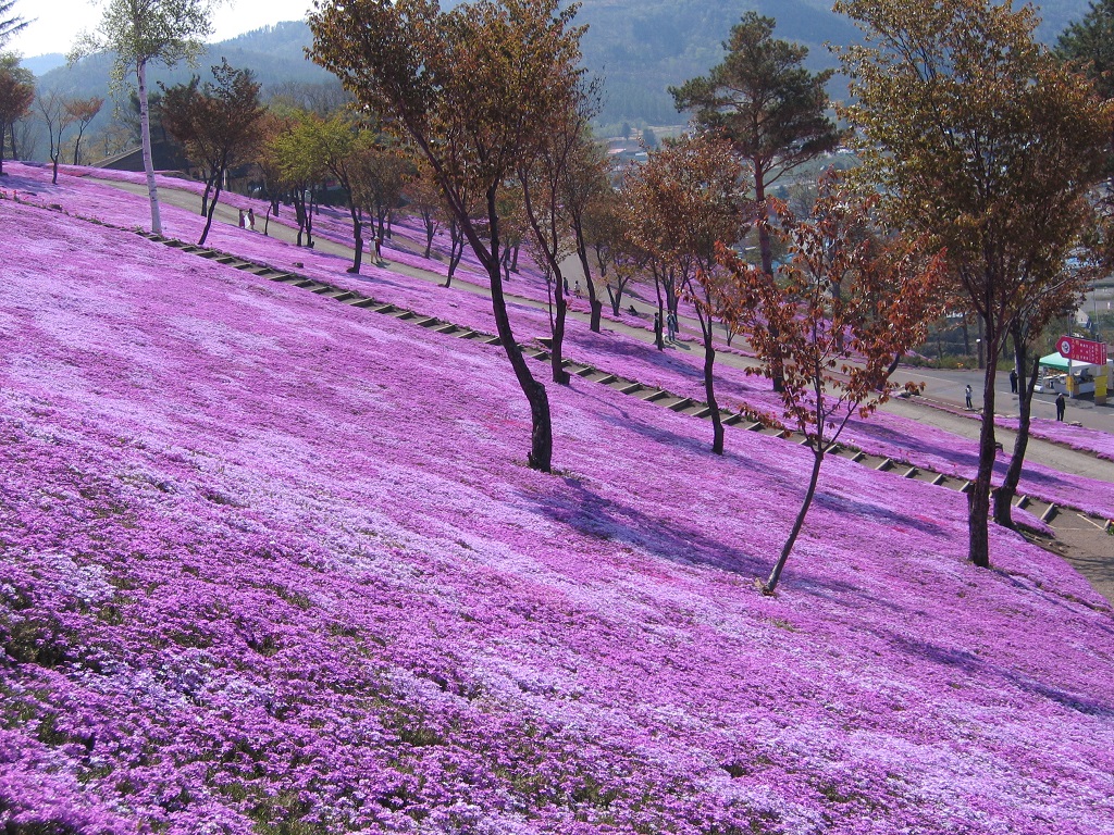 滝ノ上芝桜