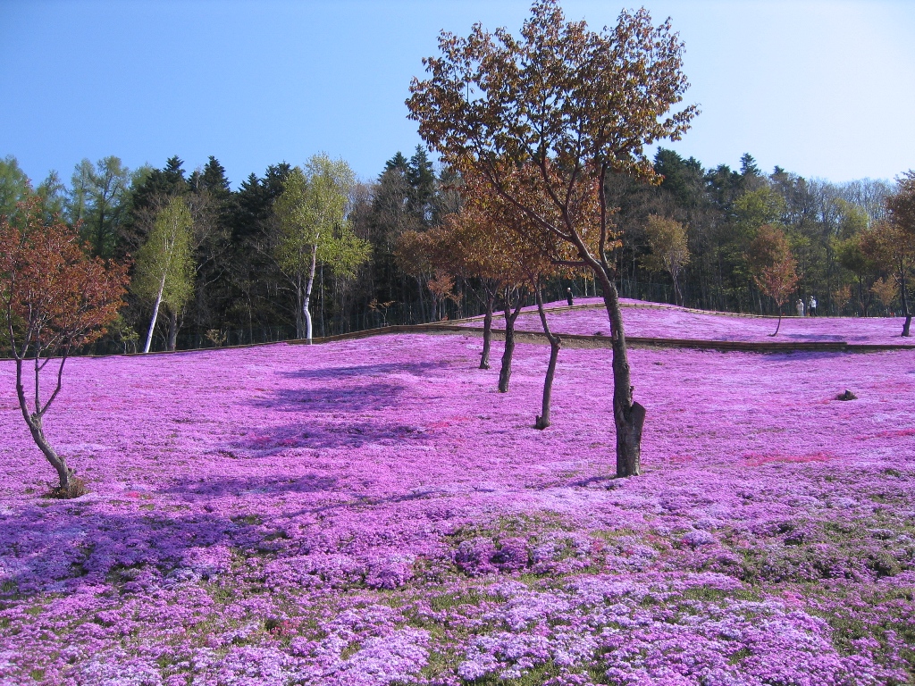 滝ノ上芝桜