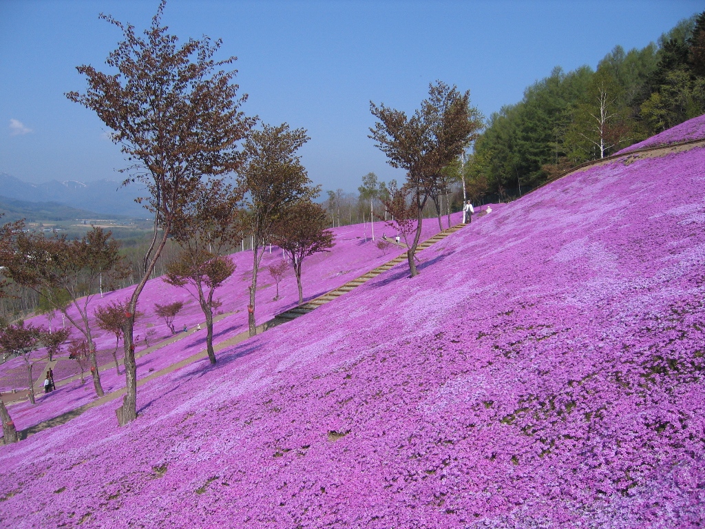 滝ノ上芝桜