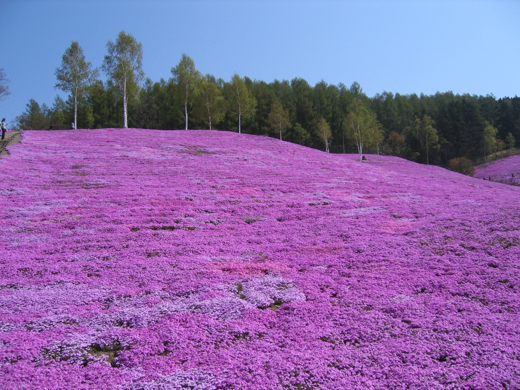 滝ノ上芝桜