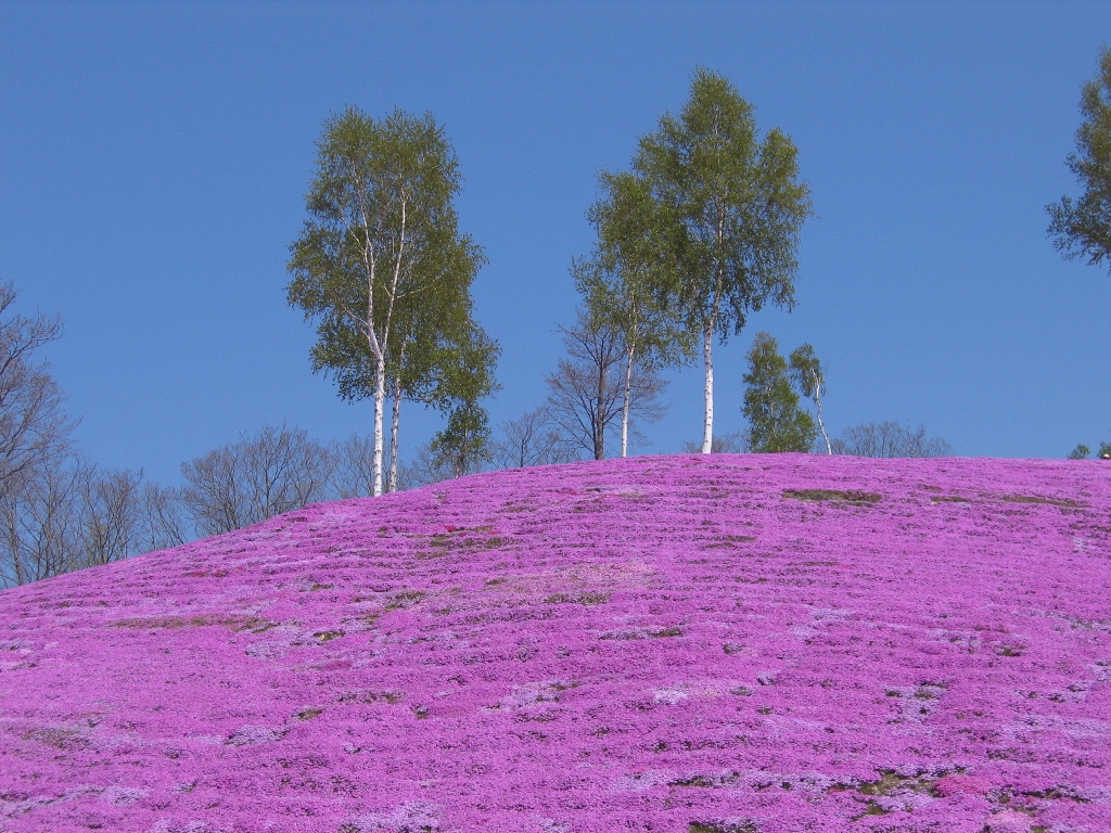 滝ノ上芝桜