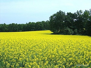 滝川菜の花
